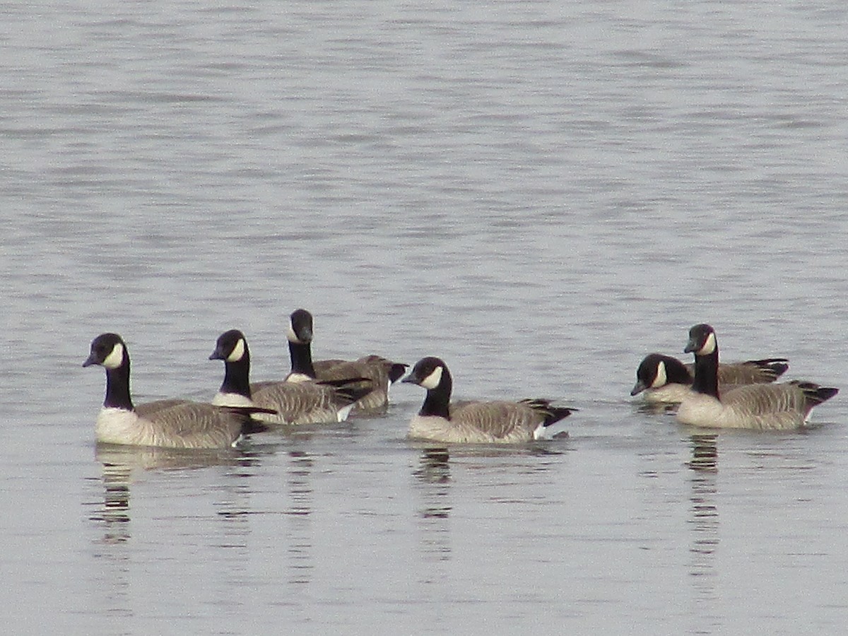 小加拿大雁 - ML645426421