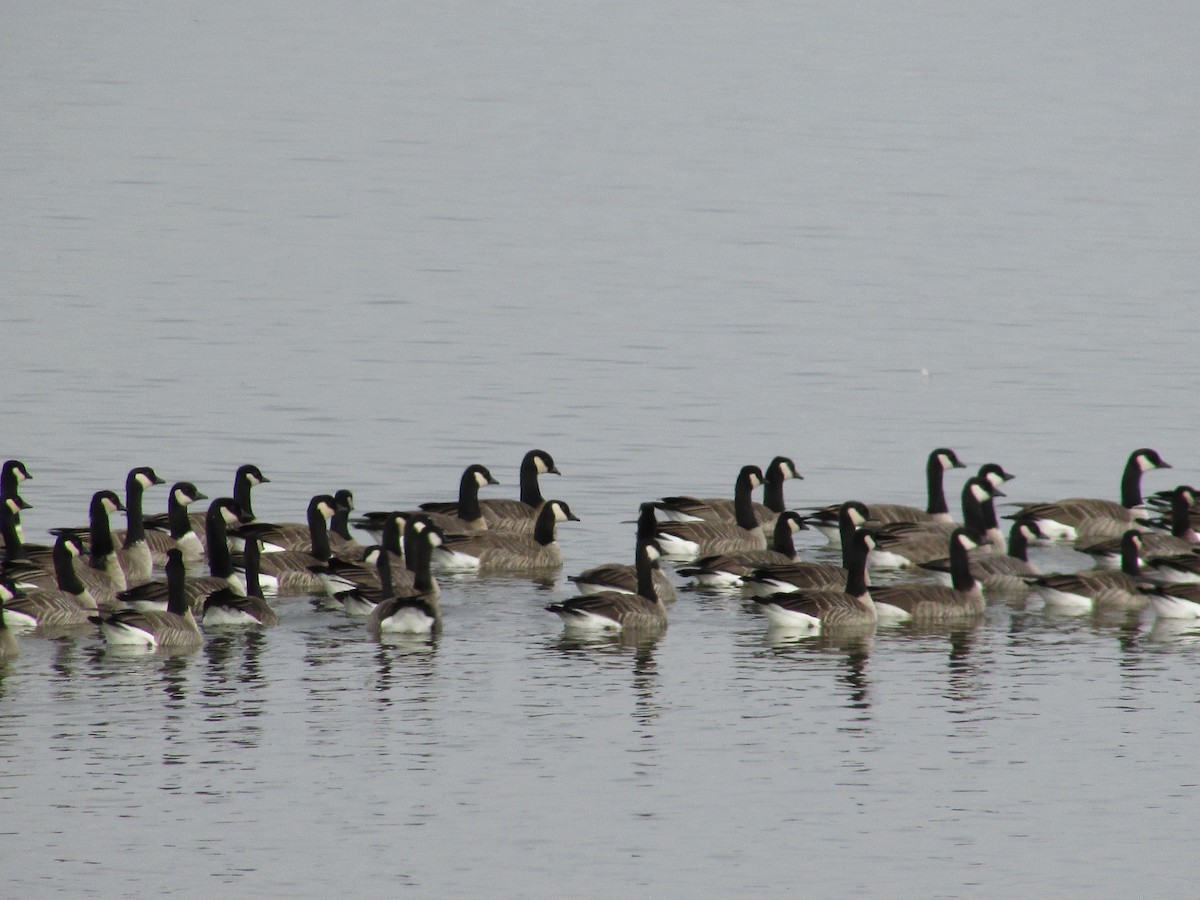 小加拿大雁 - ML645426422