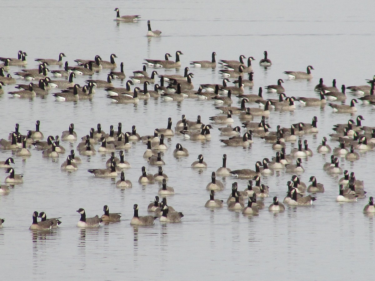 小加拿大雁 - ML645426423