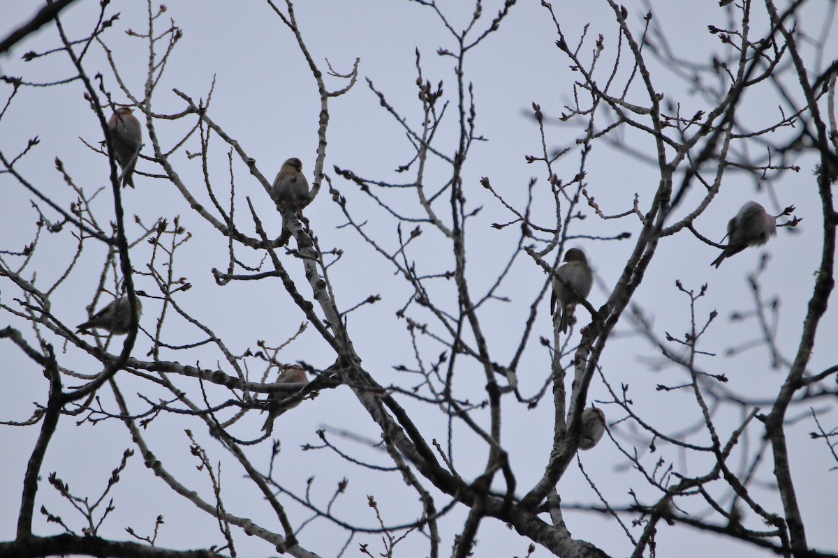 Redpoll (Common) - ML645426424