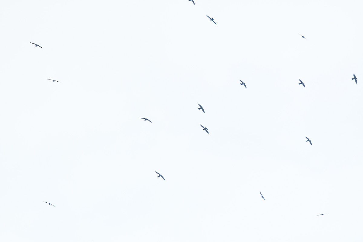 Vencejo Acollarado - ML645426432