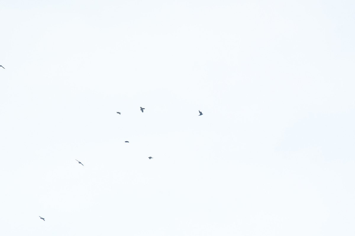 Vencejo Acollarado - ML645426433