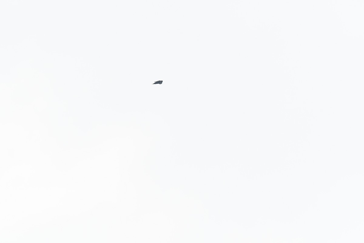 Vencejo Acollarado - ML645426434