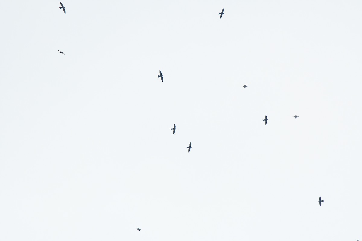 Vencejo Acollarado - ML645426435