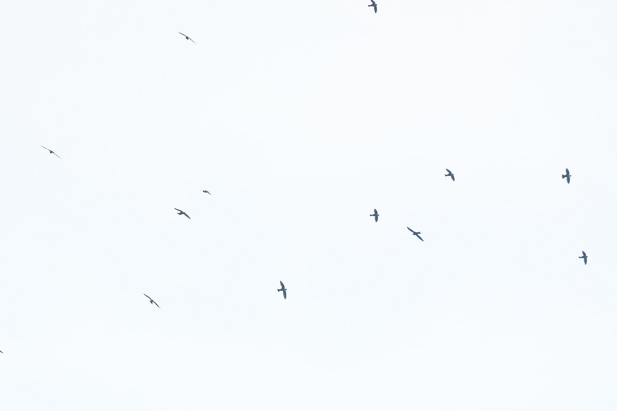 Vencejo Acollarado - ML645426436