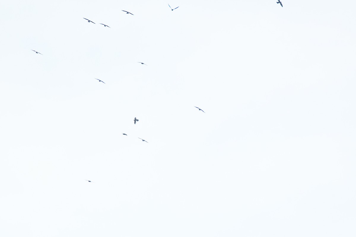 Vencejo Acollarado - ML645426438