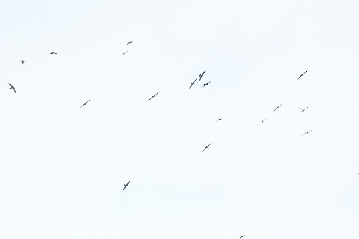 Vencejo Acollarado - ML645426439