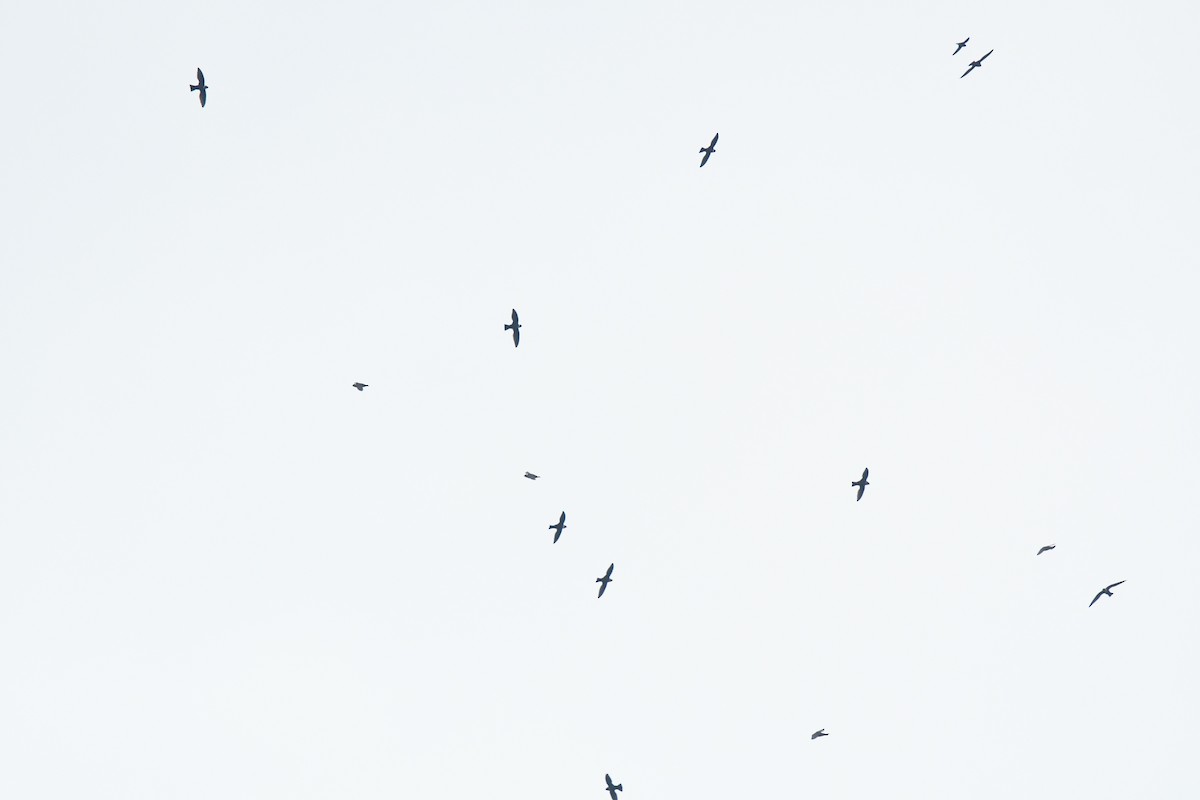 Vencejo Acollarado - ML645426440