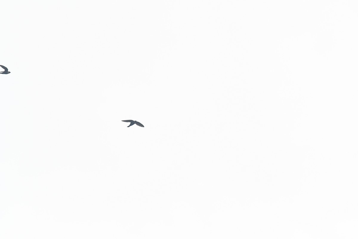 Vencejo Acollarado - ML645426441