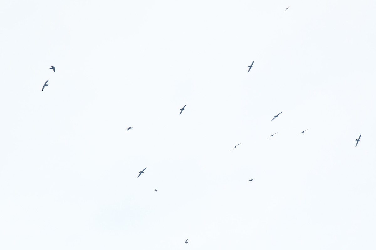 Vencejo Acollarado - ML645426442