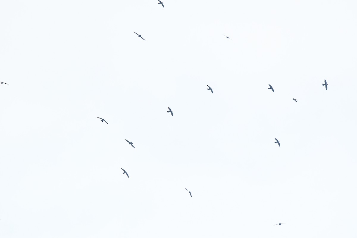 Vencejo Acollarado - ML645426443