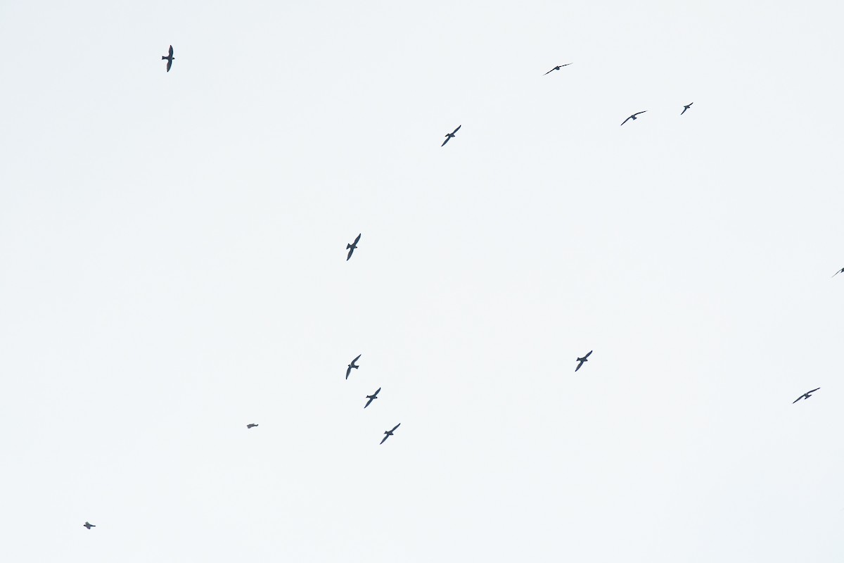 Vencejo Acollarado - ML645426444