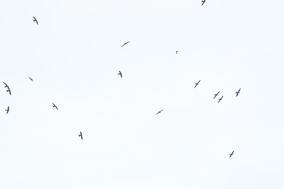 Vencejo Acollarado - ML645426445