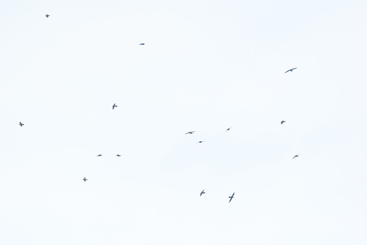 Vencejo Acollarado - ML645426446