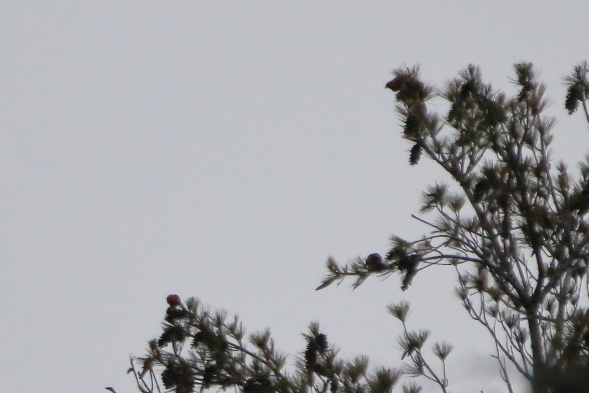 båndkorsnebb - ML645426466