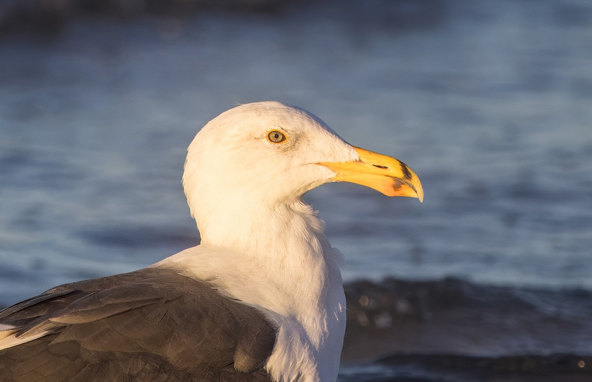 Yellow-footed Gull - ML645426467