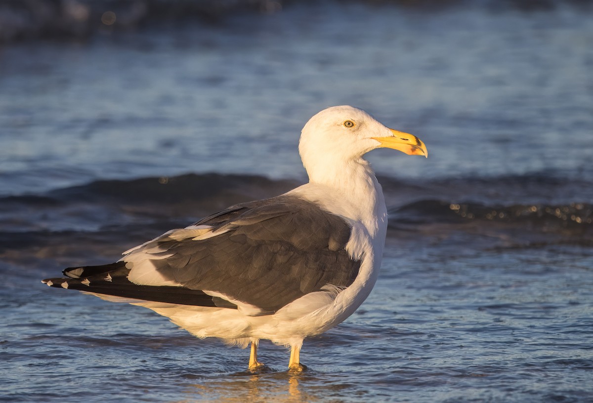 Yellow-footed Gull - ML645426468