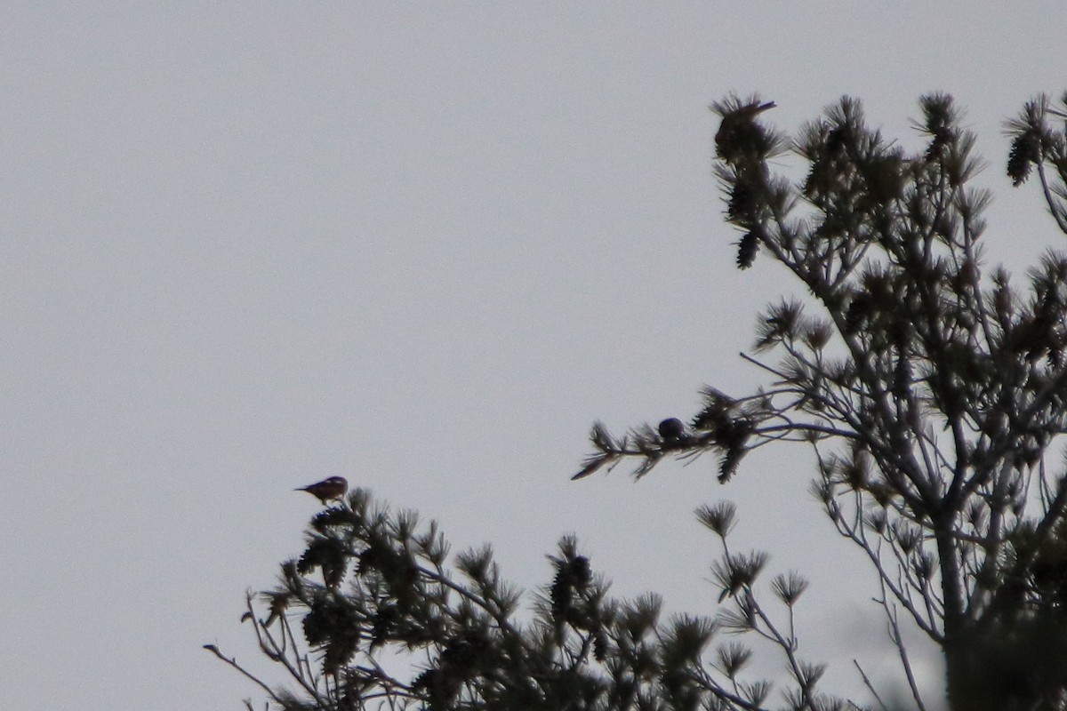 båndkorsnebb - ML645426470