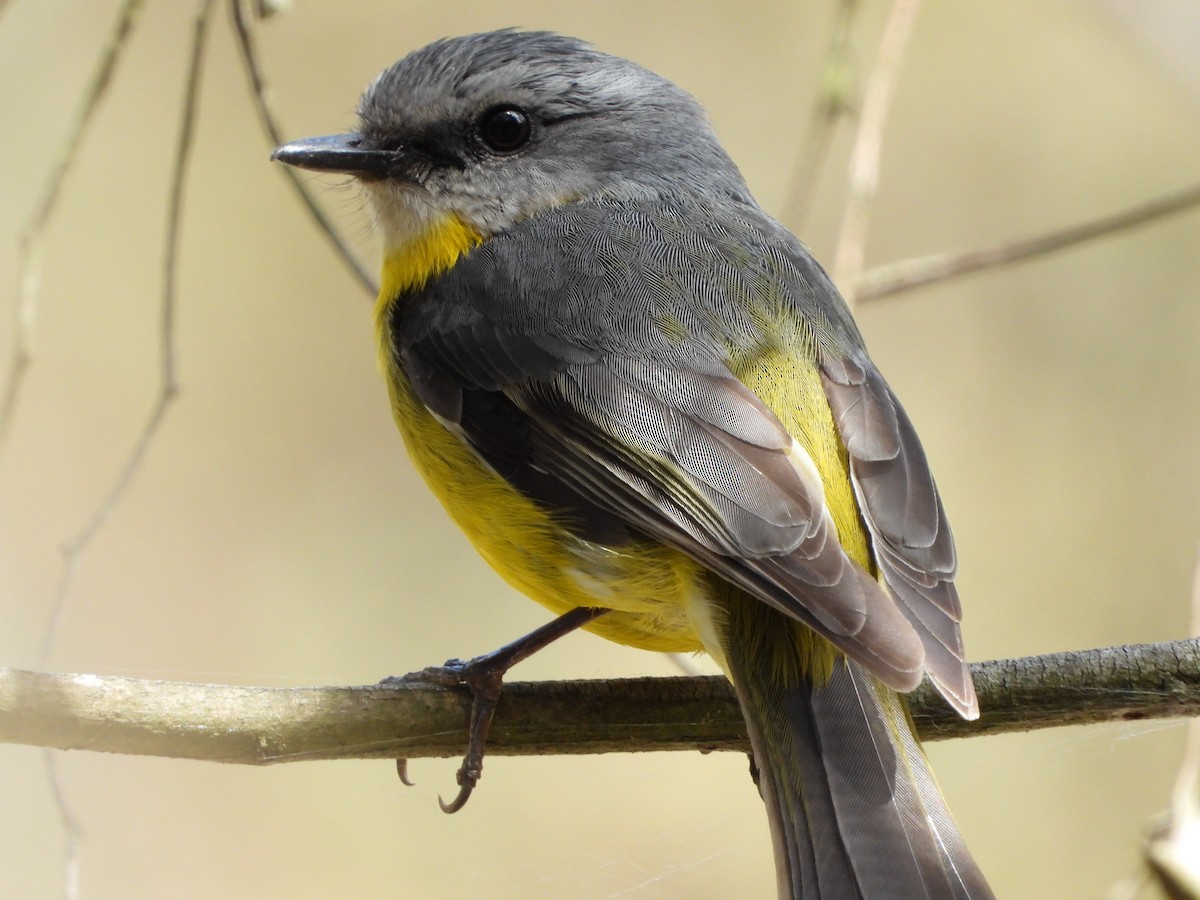 ヒガシキバラヒタキ - ML645426471