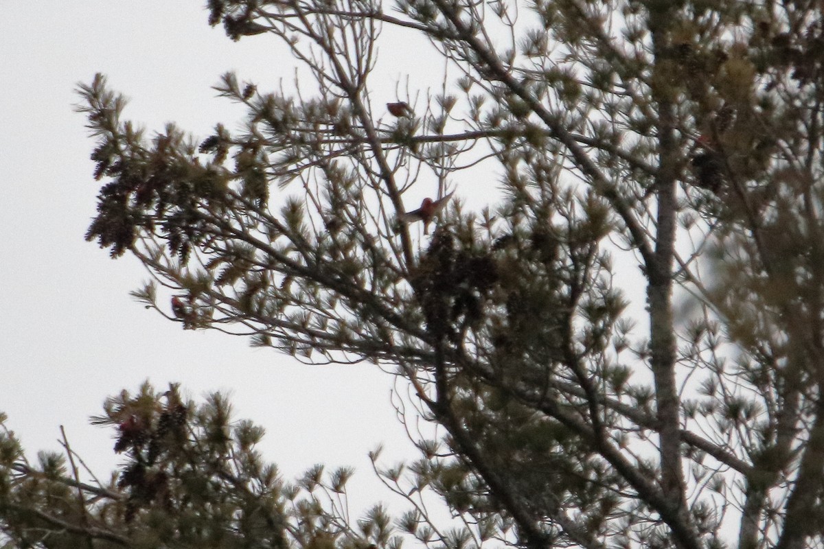 båndkorsnebb - ML645426474