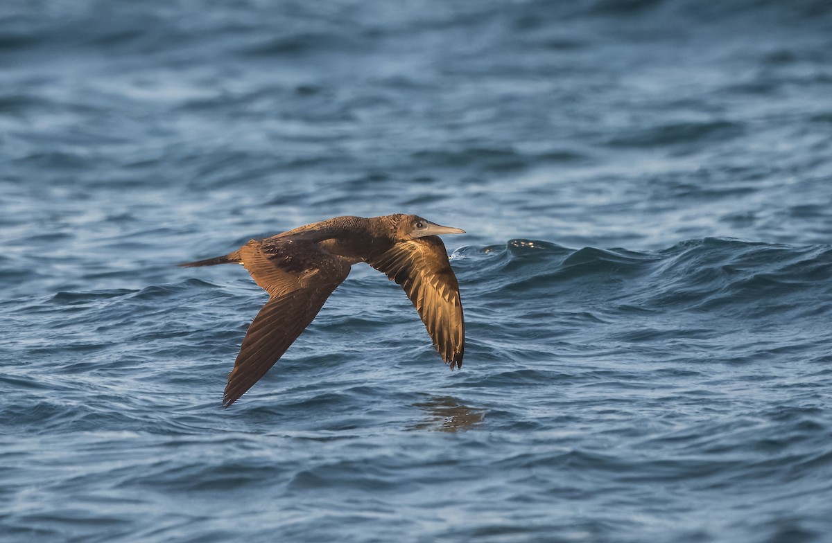 Cocos Booby - ML645426475