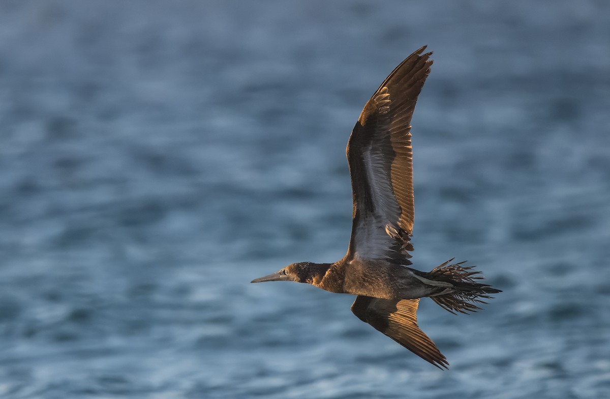 Cocos Booby - ML645426477