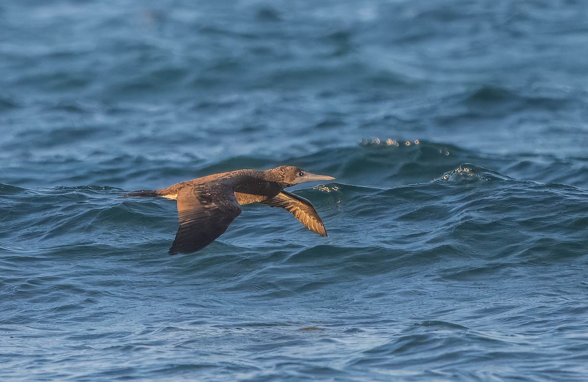 Cocos Booby - ML645426481