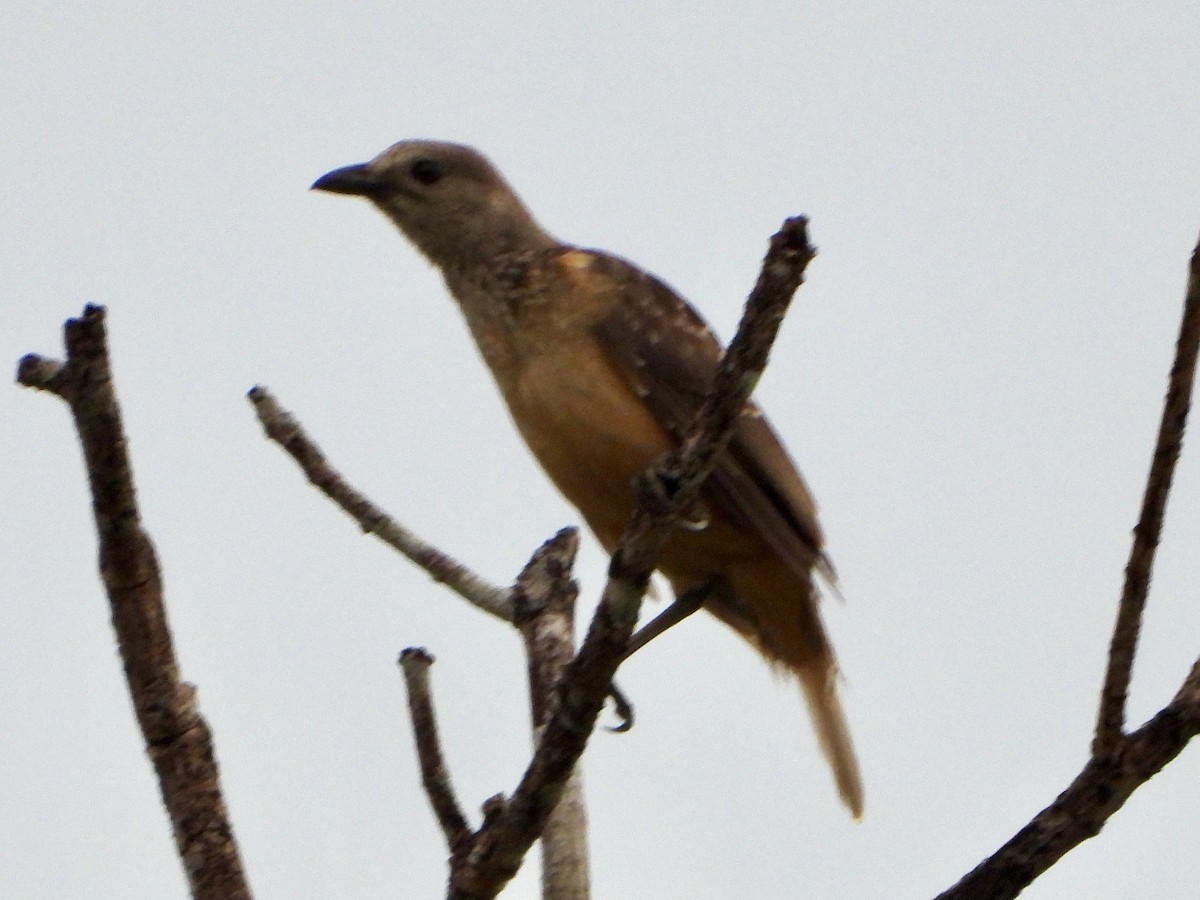 Fawn-breasted Bowerbird - ML645426482