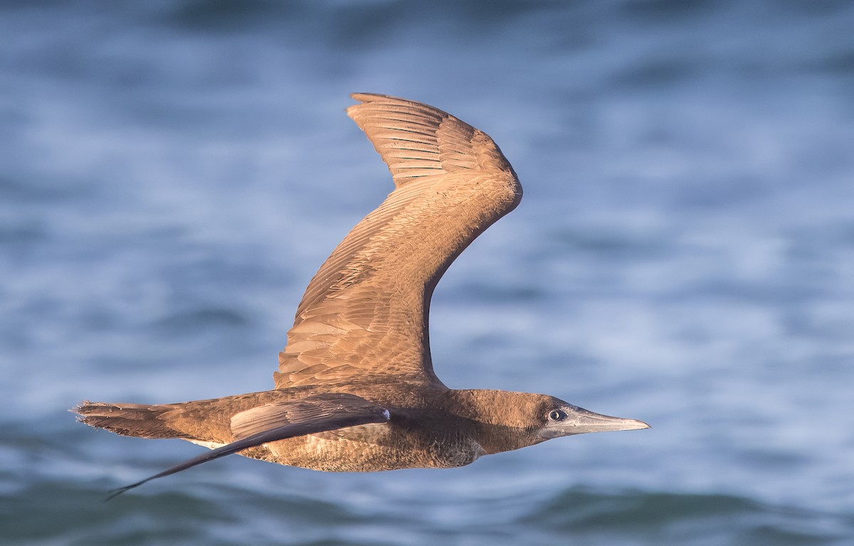 Cocos Booby - ML645426483