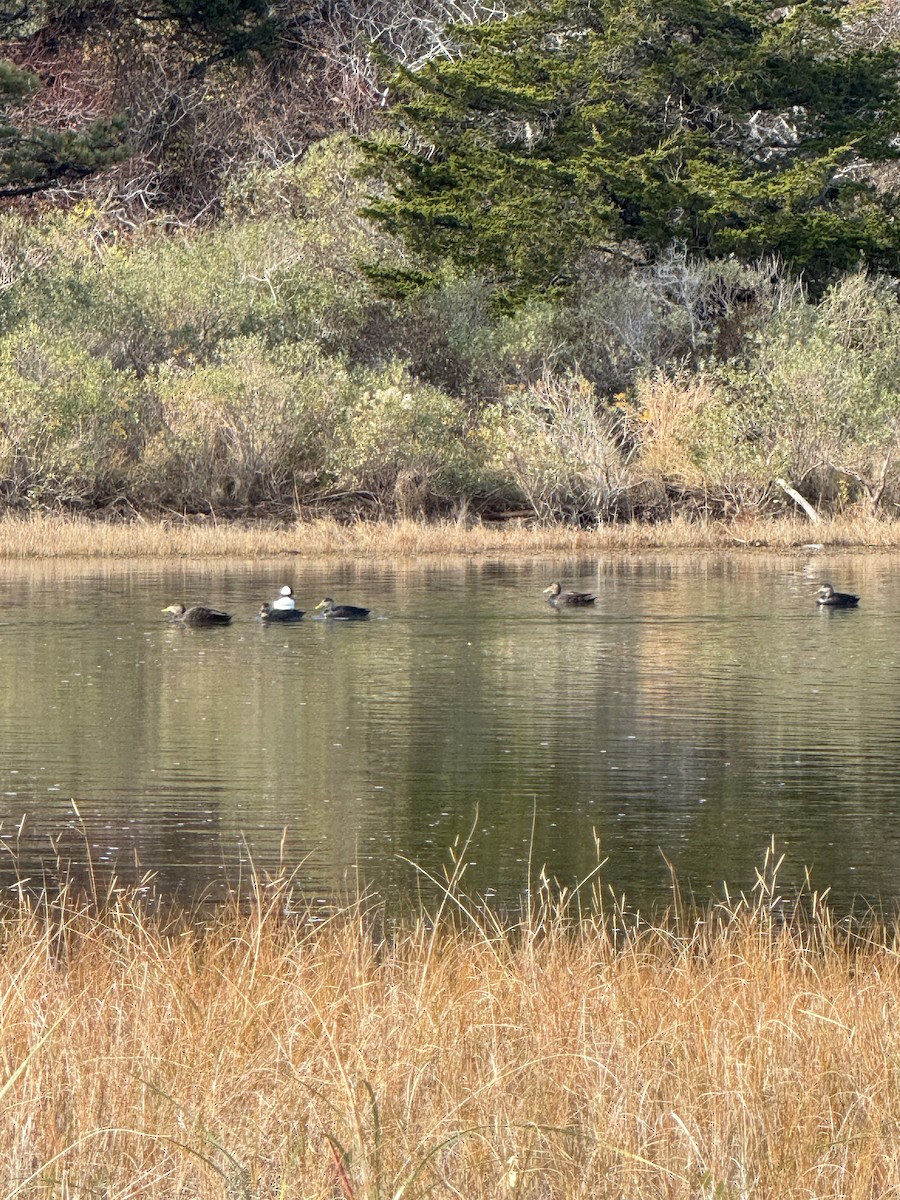 American Black Duck - ML645426488