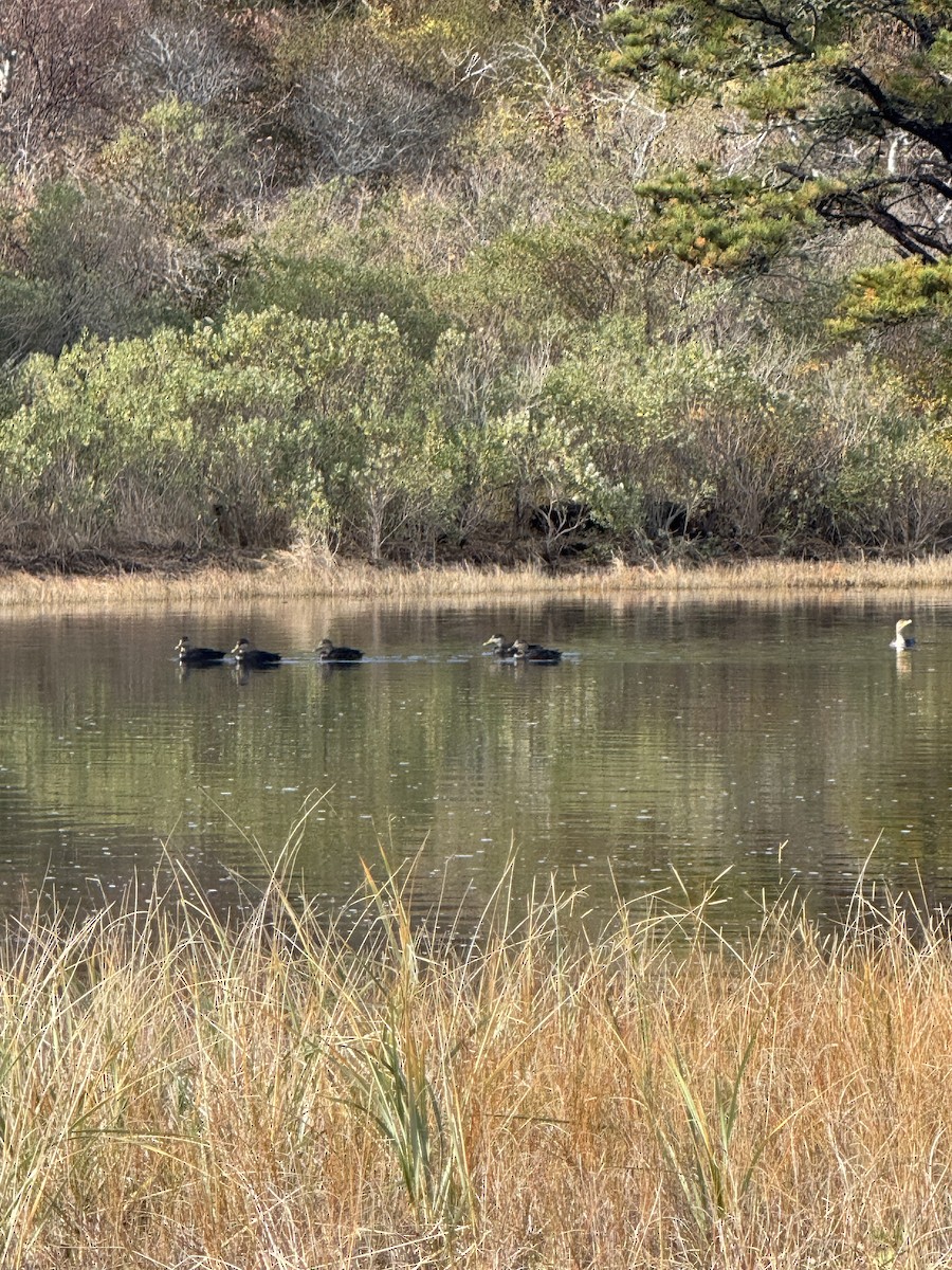American Black Duck - ML645426489