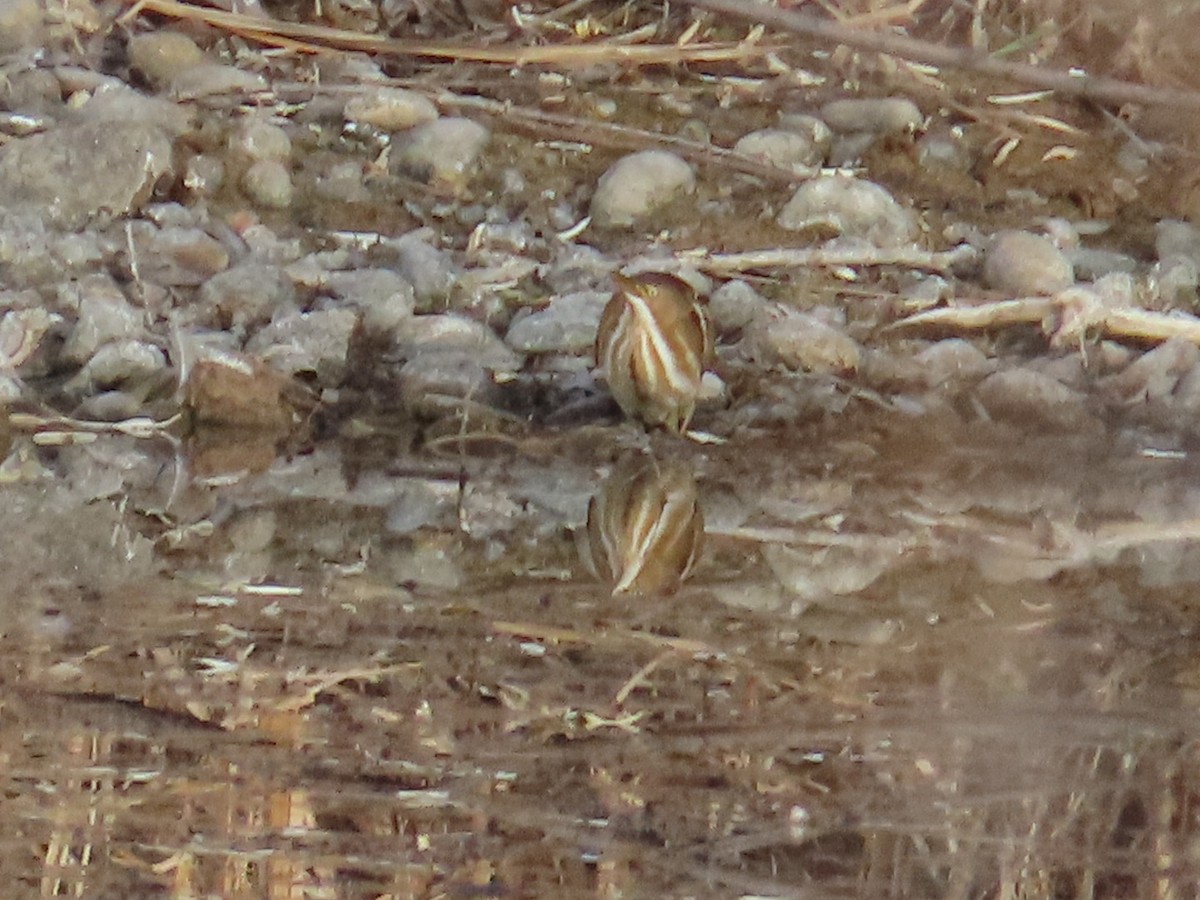 コヨシゴイ - ML645426492