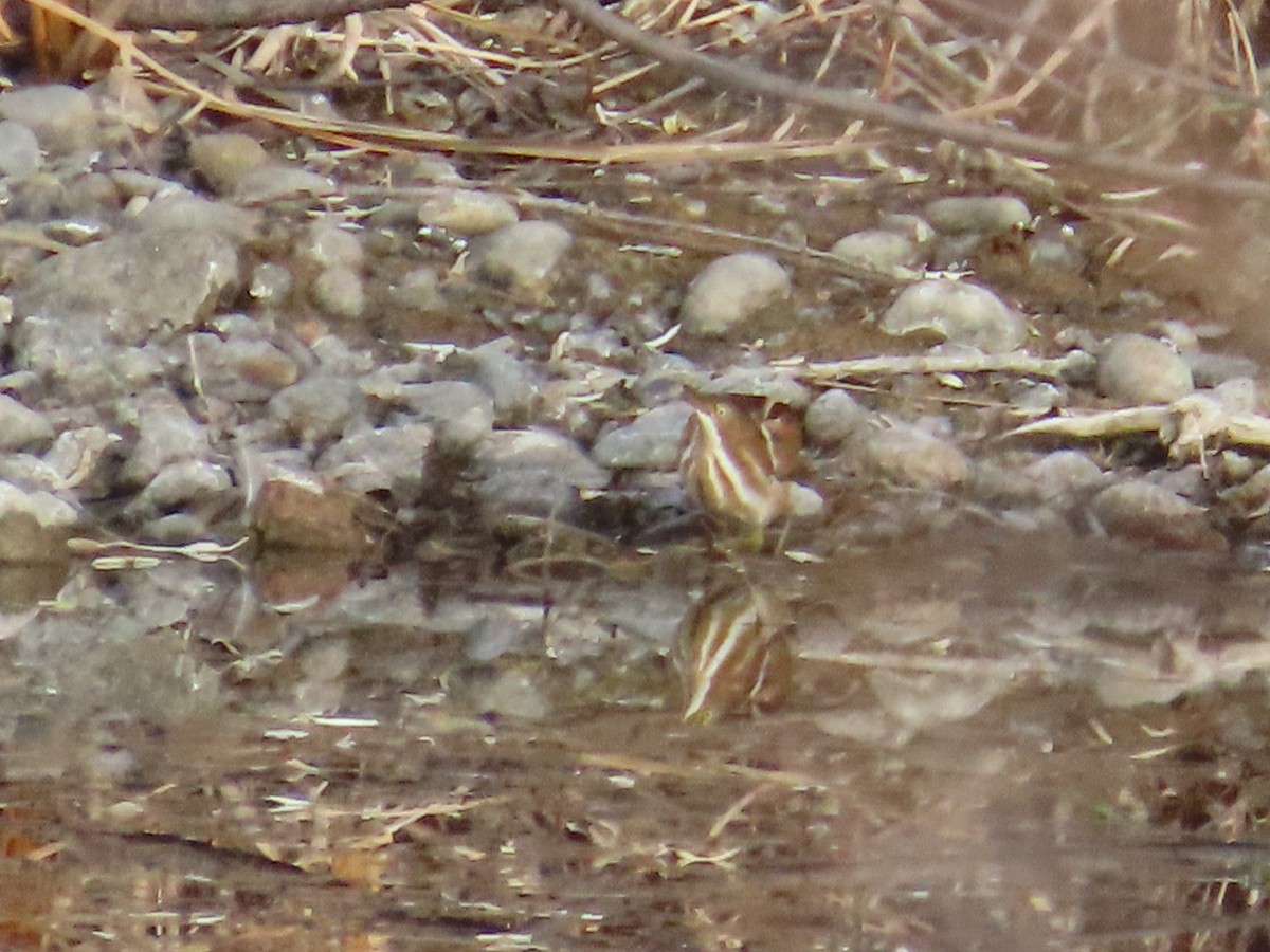 コヨシゴイ - ML645426493