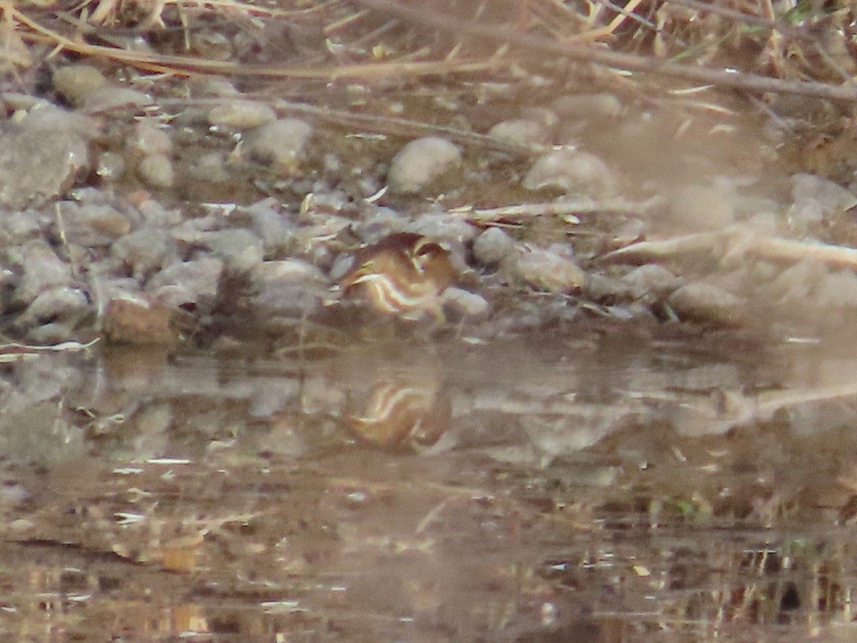 コヨシゴイ - ML645426494