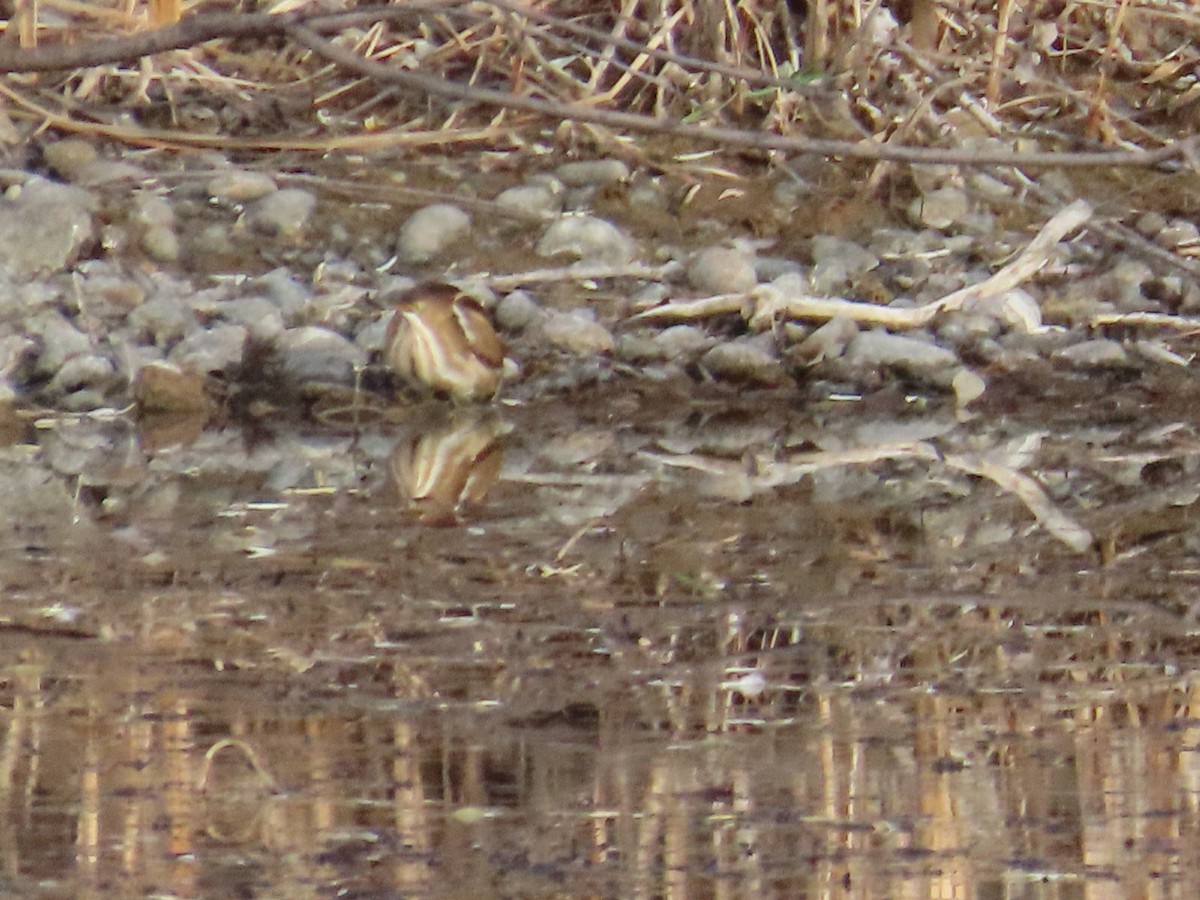 コヨシゴイ - ML645426495