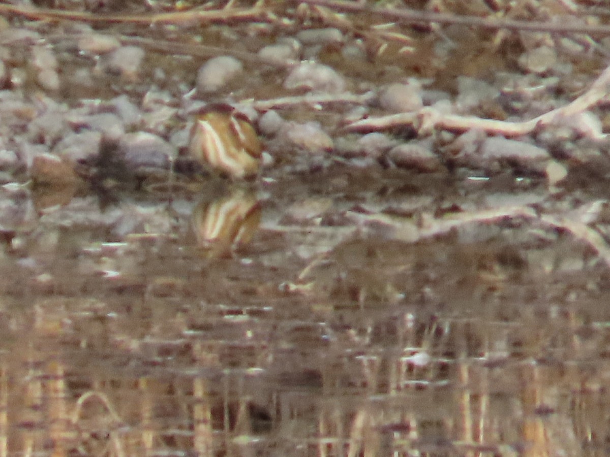 コヨシゴイ - ML645426496