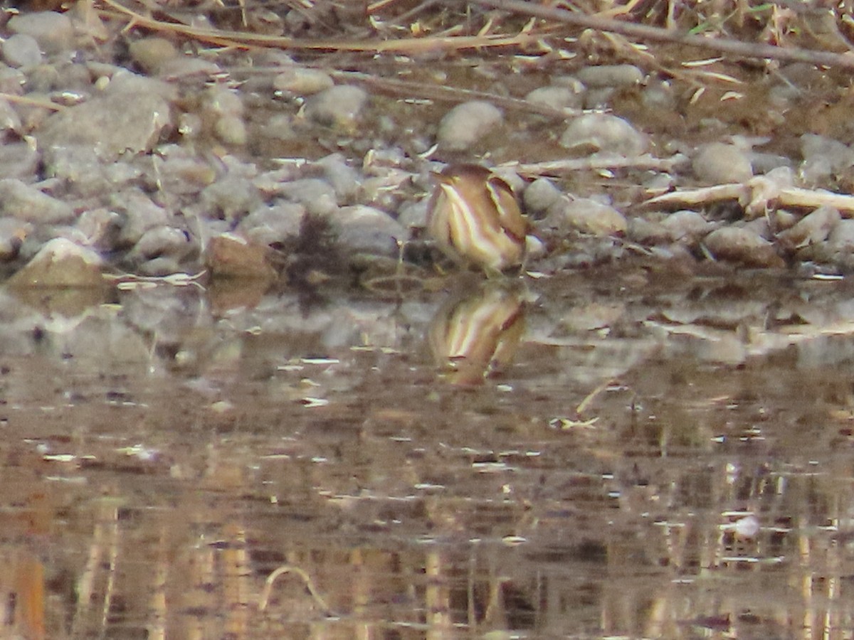 コヨシゴイ - ML645426497