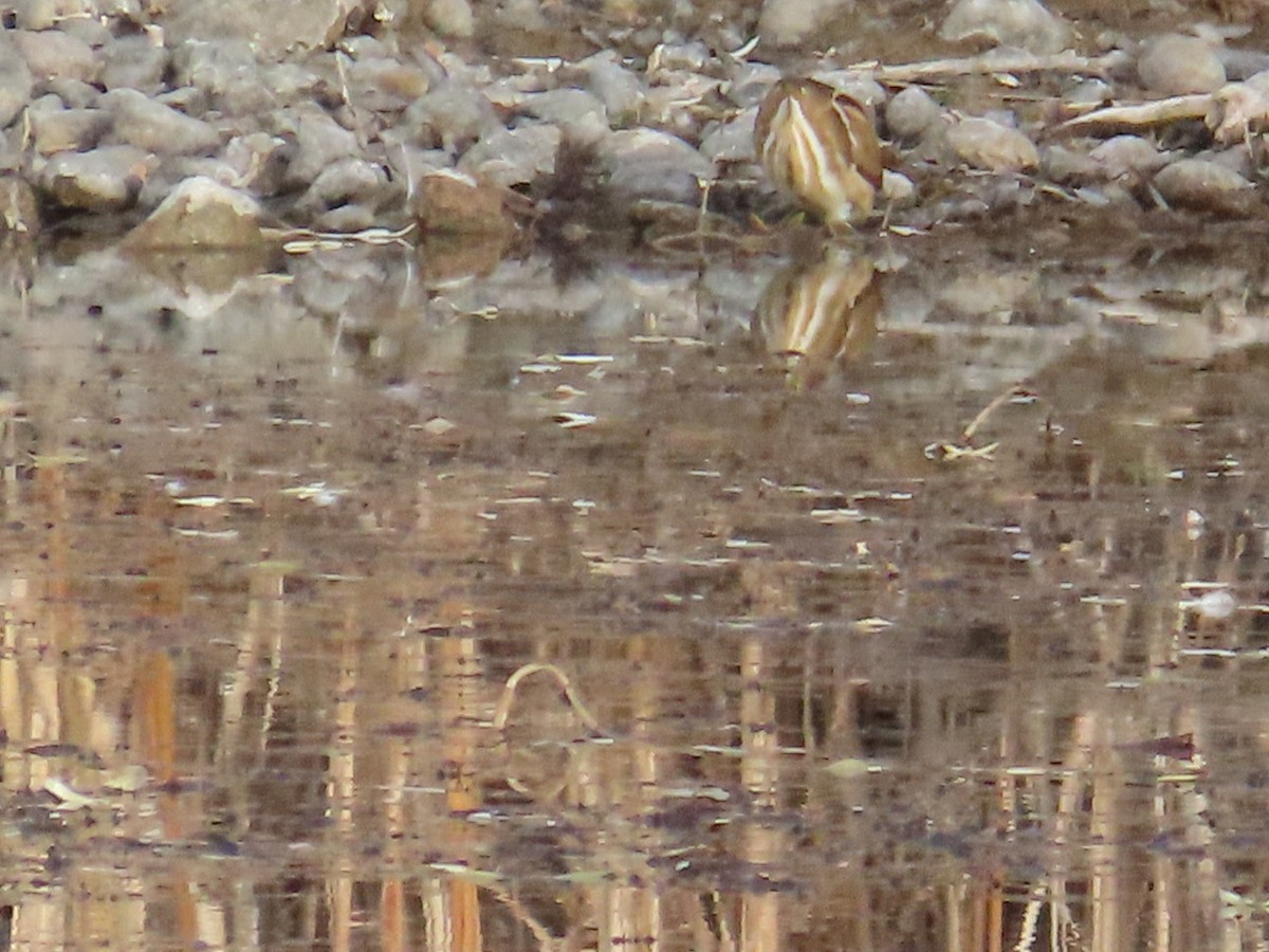 コヨシゴイ - ML645426498