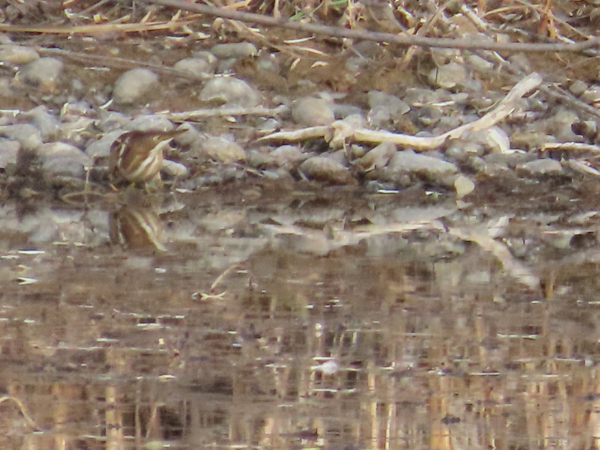 コヨシゴイ - ML645426499