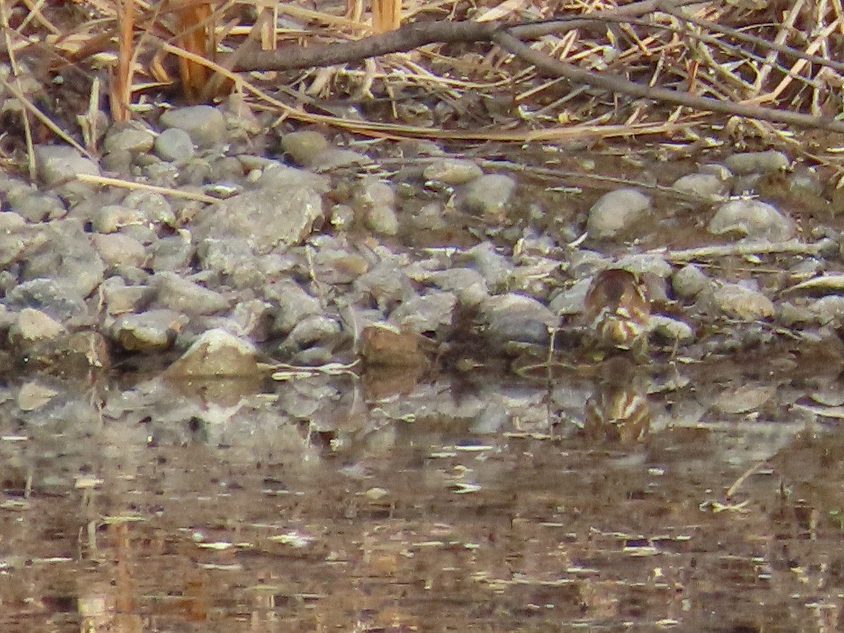 コヨシゴイ - ML645426500