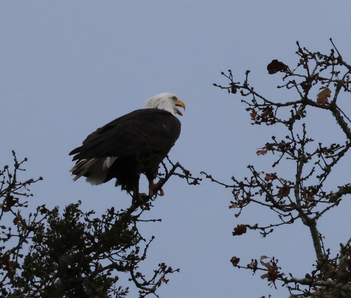 ハクトウワシ - ML645426503