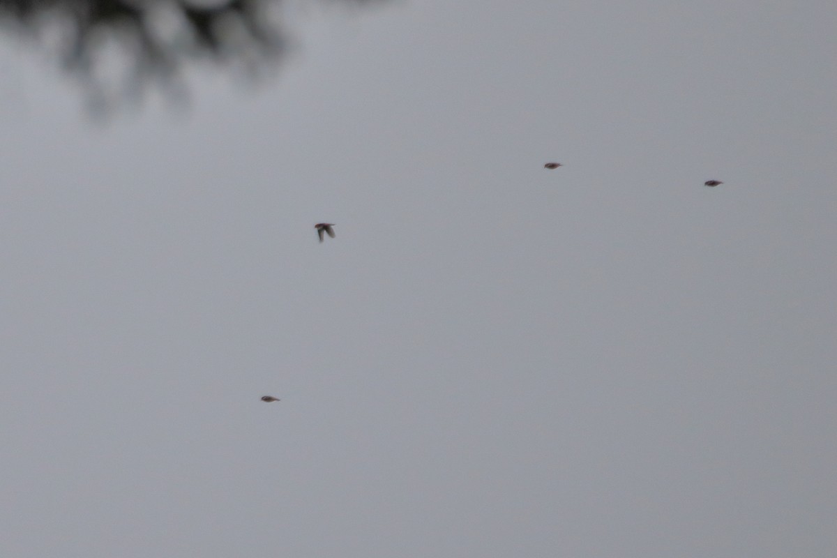 båndkorsnebb - ML645426505