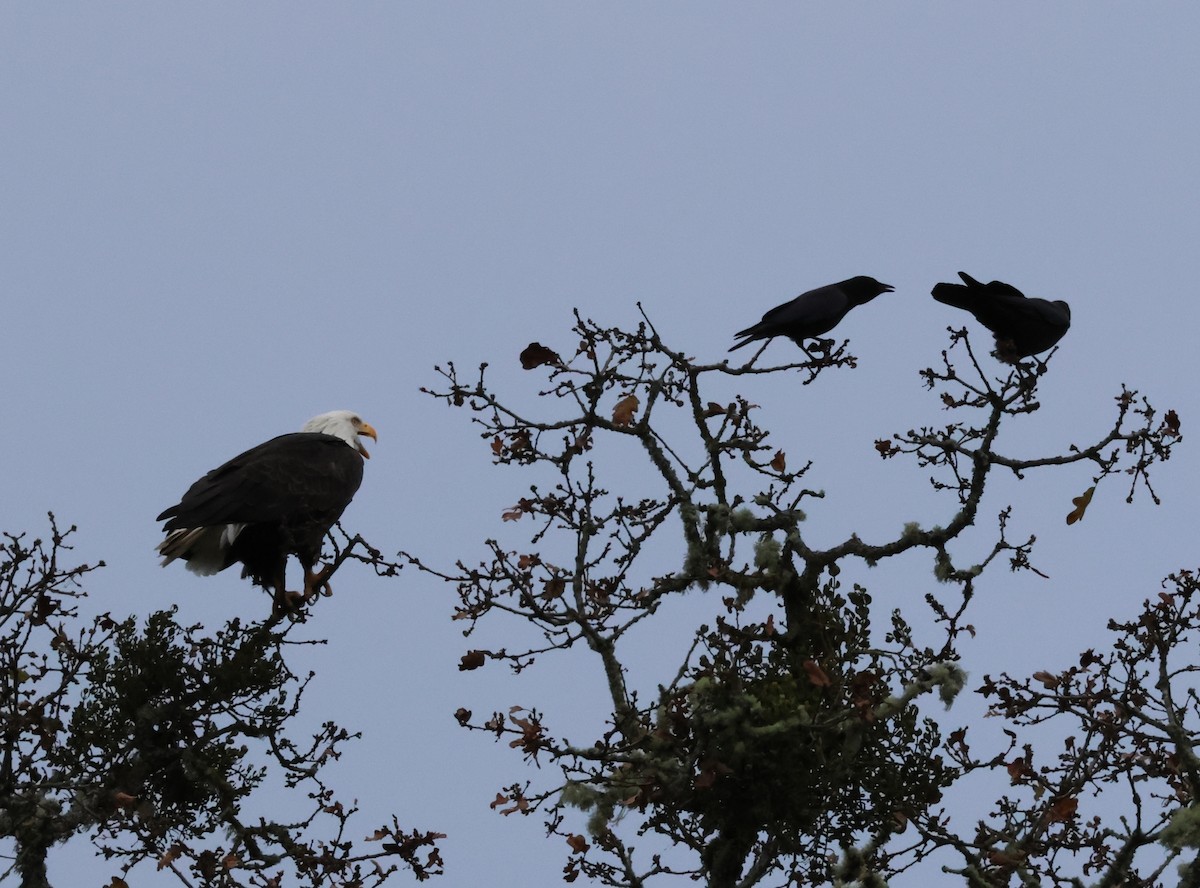 ハクトウワシ - ML645426508