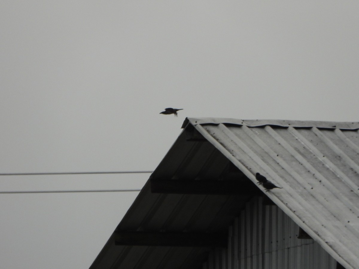 Stourne chanteur - ML645426531