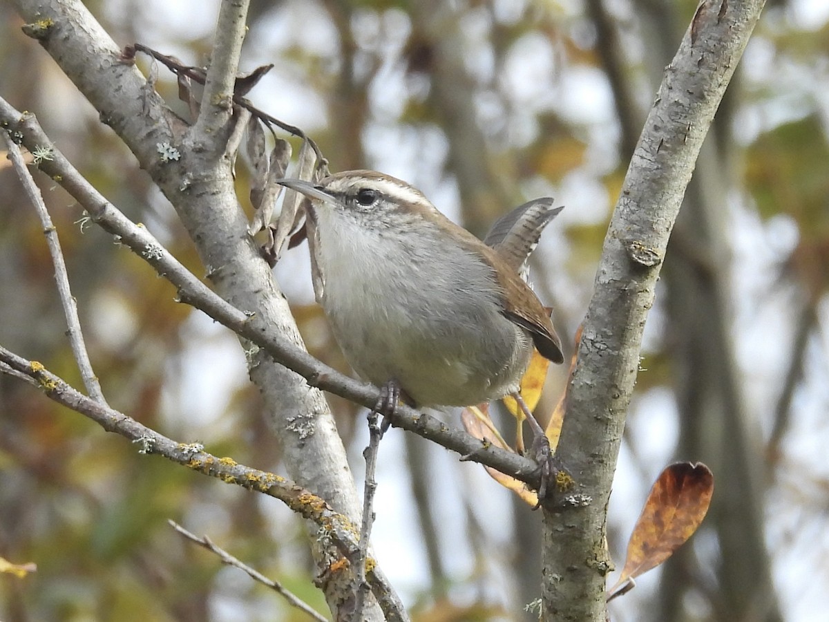 Підбуреник - ML645426536