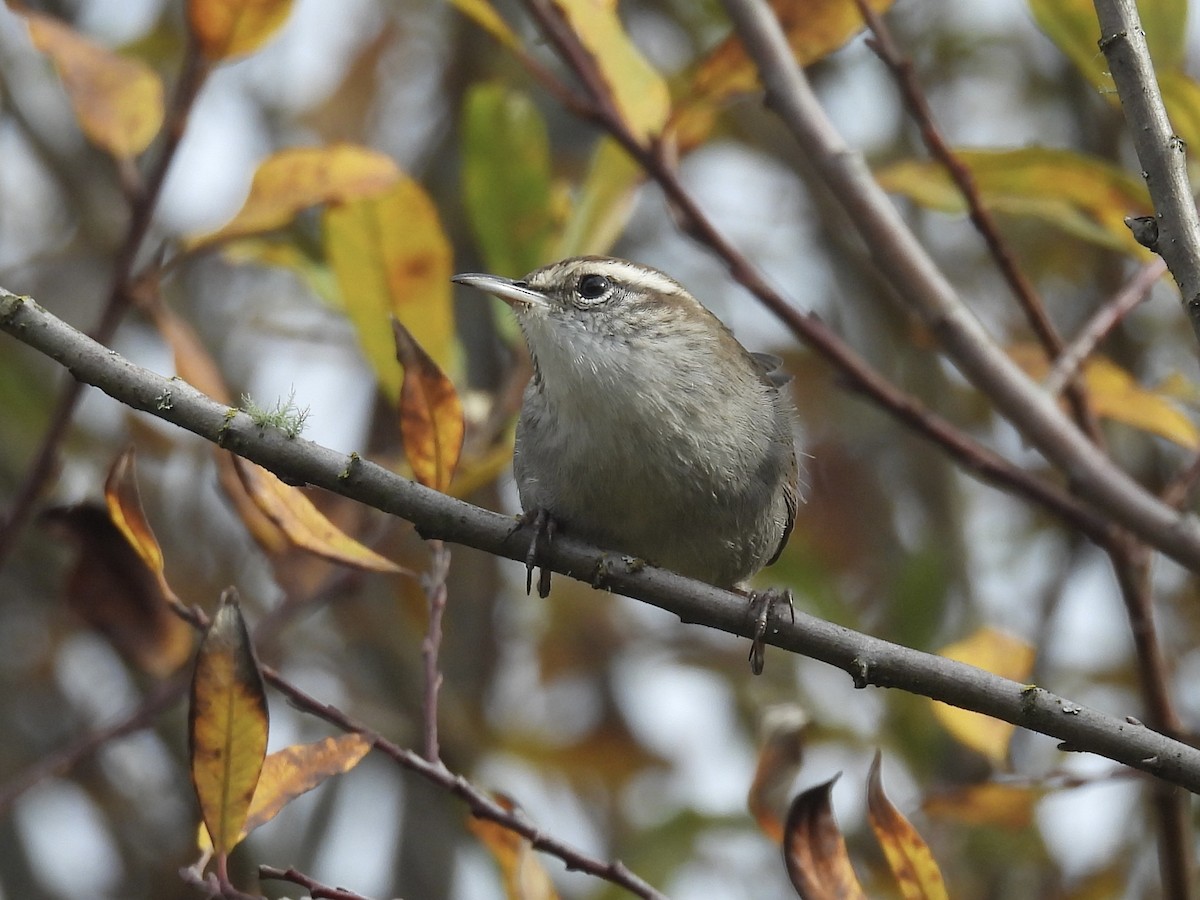 Підбуреник - ML645426537