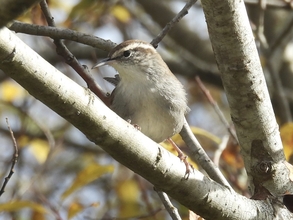 Підбуреник - ML645426538