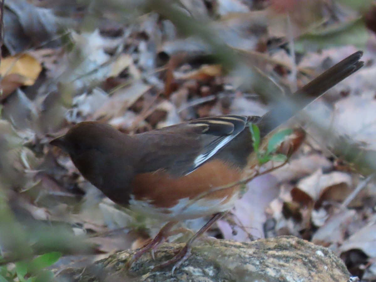 Eastern Towhee - ML645426539