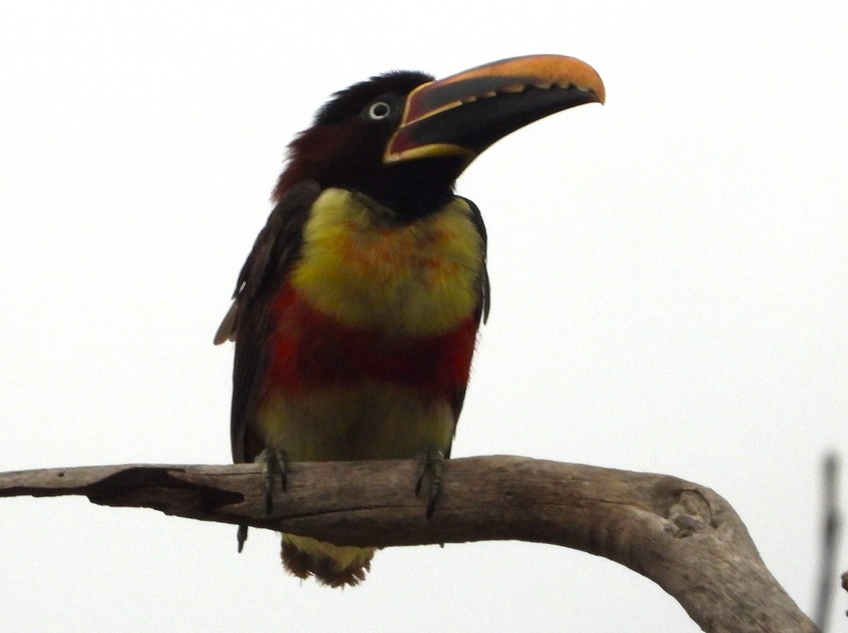 Chestnut-eared Aracari - ML645426543