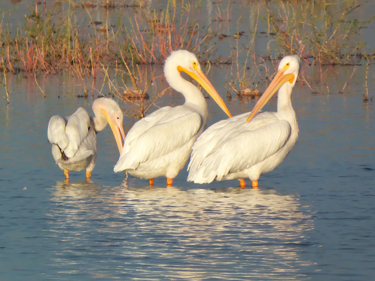 Amerika Pelikanı - ML645426547